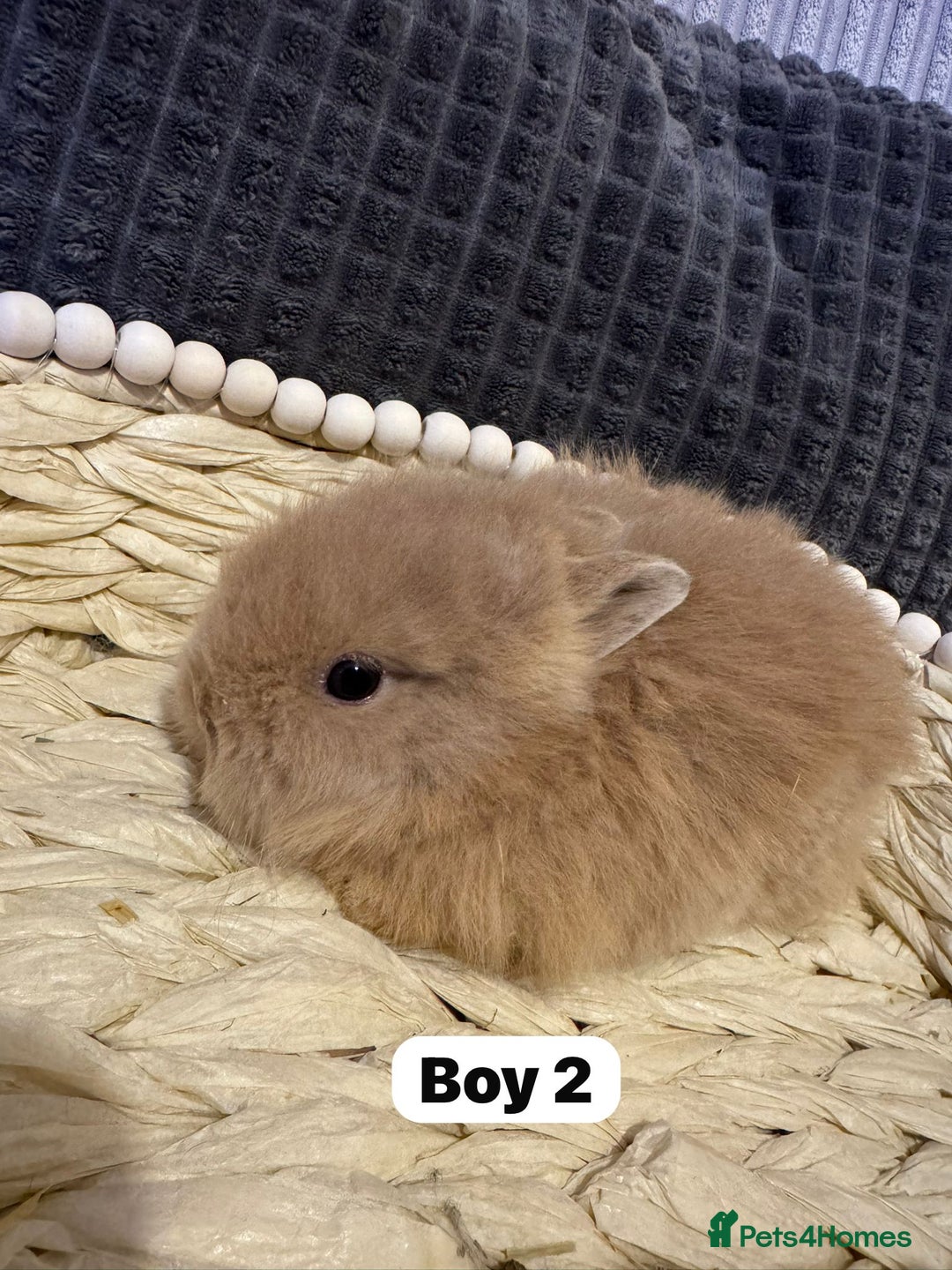 Lionhead rabbits for sale: ✨ Lionhead Bunnies  ✨ - Advert 11