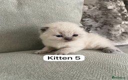 British Shorthair cats for sale: Full breed British short hair - Image 7
