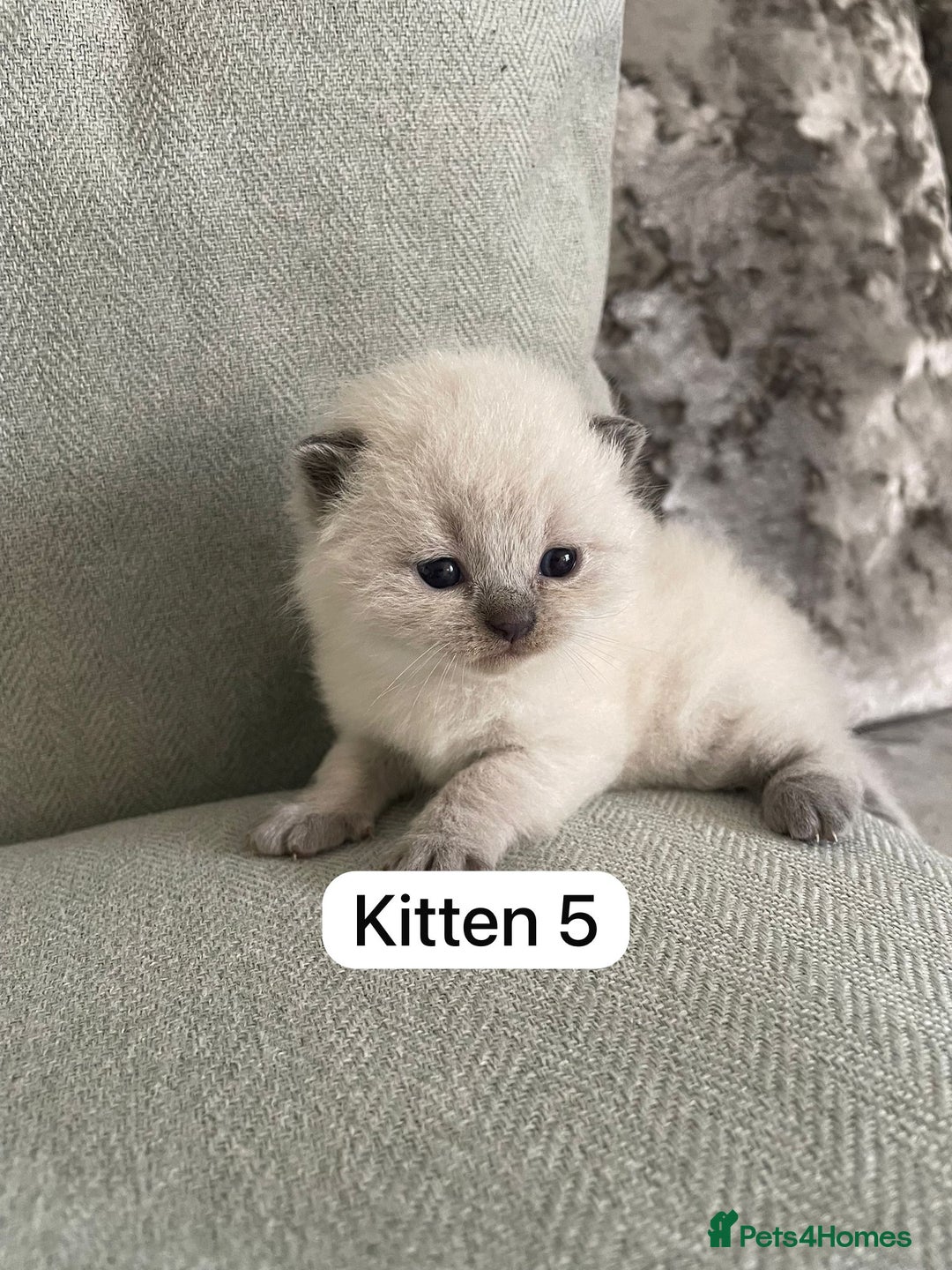 British Shorthair cats for sale: Full breed British short hair - Image 7