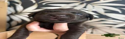 Labrador Retriever dogs for sale: Beautiful Chocolate Labs - Advert 10