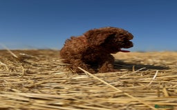 Toy Poodle dogs for sale: Toy Poodle Puppy – Red Apricot Girl - Image 24