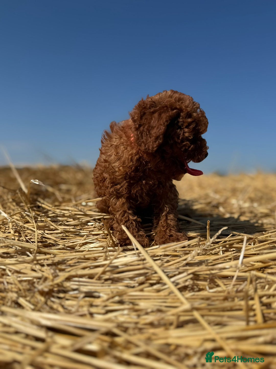 Toy Poodle dogs for sale: Toy Poodle Puppy – Red Apricot Girl - Image 24