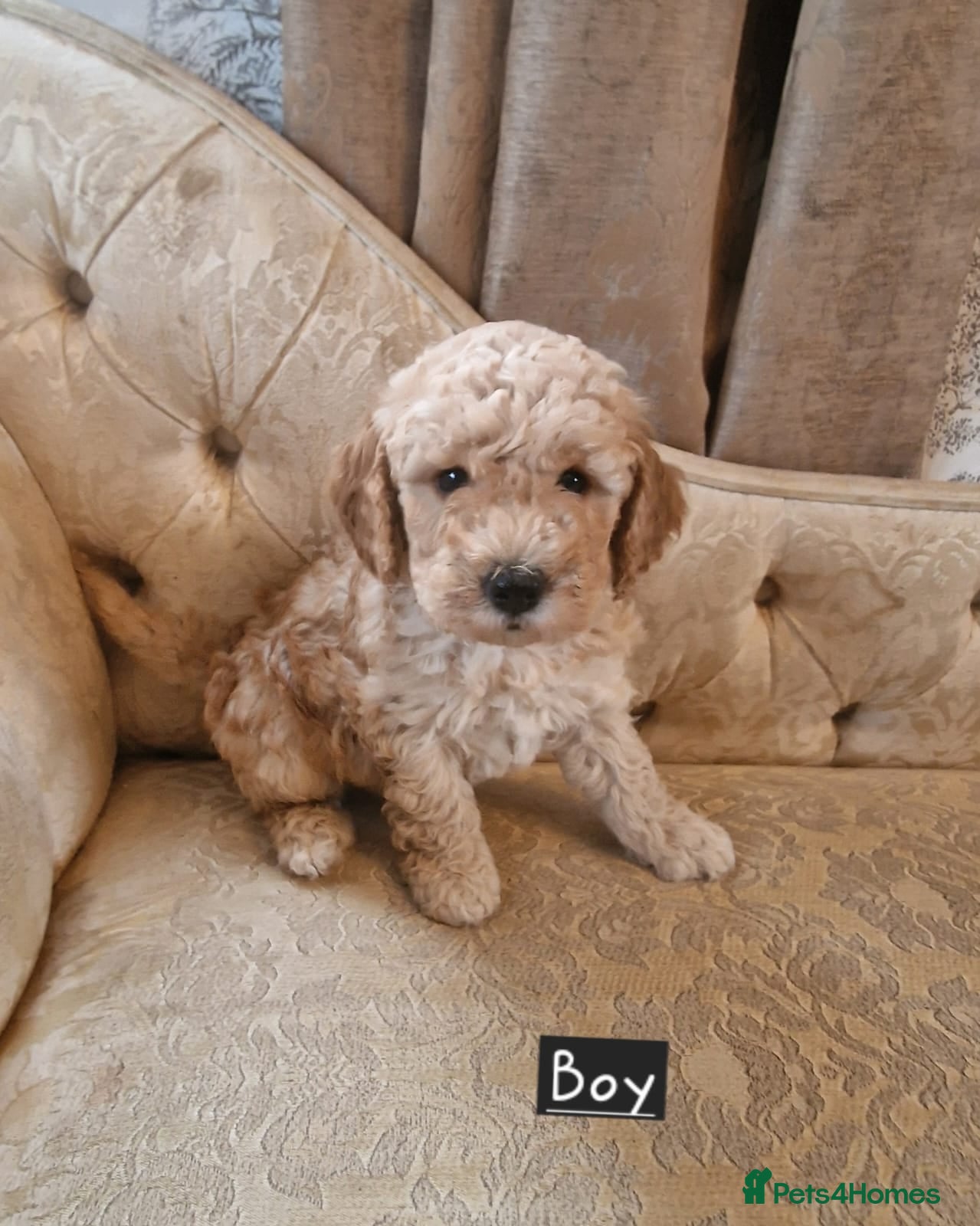 Cockapoo dogs Beautiful and friendly Cockapoo puppies - Advert 12