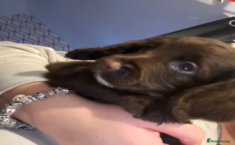 Cocker Spaniel dogs Cocker Spaniel Puppies🐕🐕 READY 30TH NOVEMBER 💙 - Advert 10