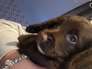 Cocker Spaniel dogs Cocker Spaniel Puppies🐕🐕 READY 30TH NOVEMBER 💙 - Advert 2