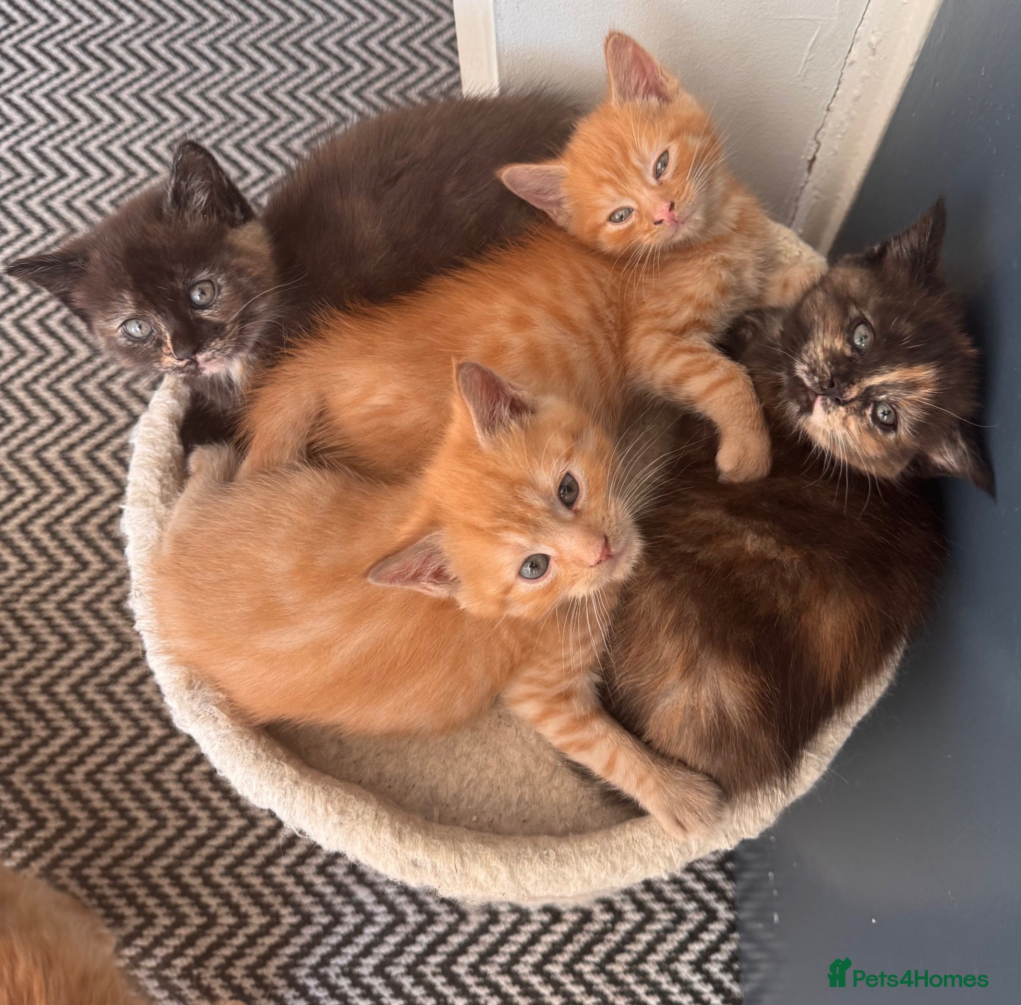 Maine Coon cats Maine Coon Cross Kittens – Ready 27th April - Advert 1