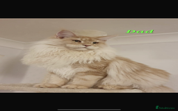 Maine Coon cats for sale: Maine coon polydactyl kittens DNA clear  - Image 16