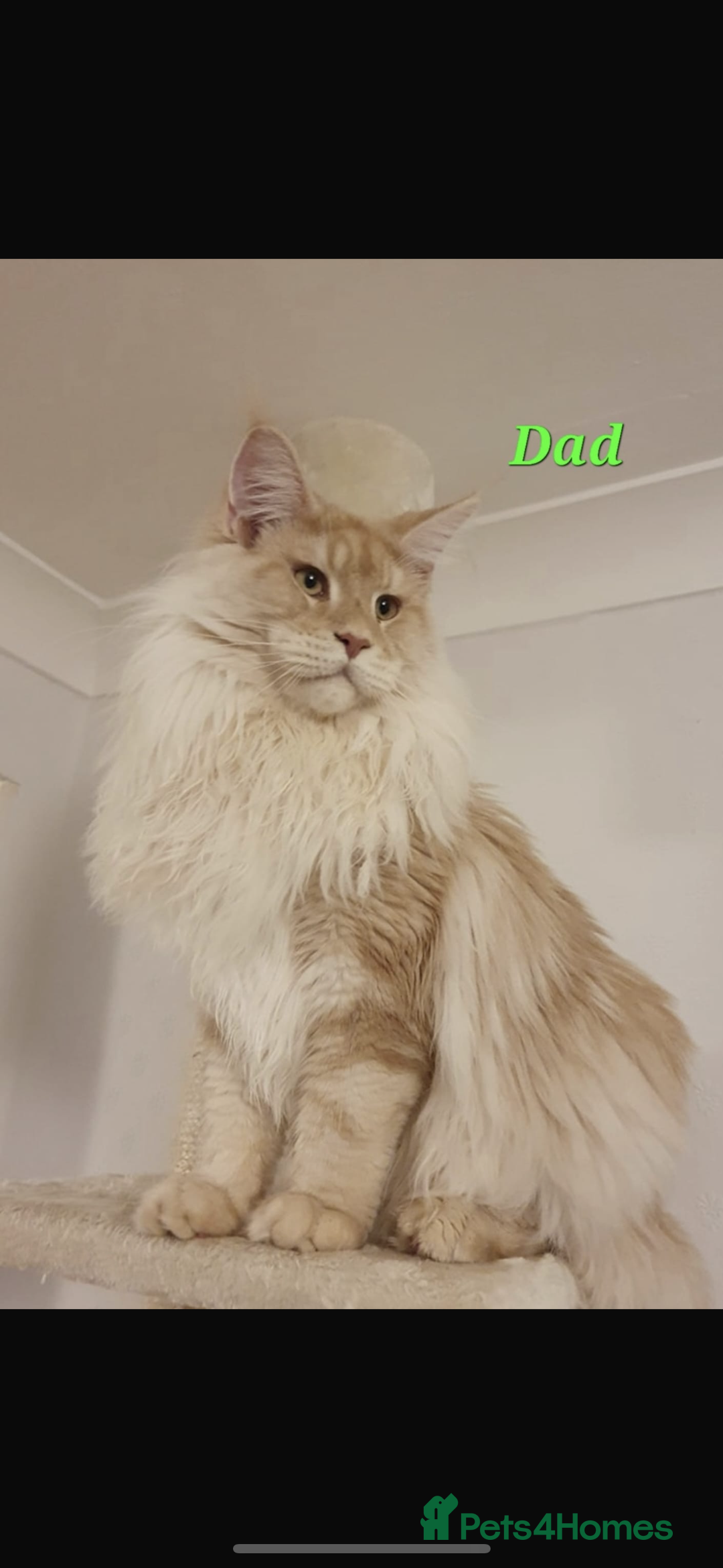Maine Coon cats for sale: Maine coon polydactyl kittens DNA clear  - Image 16