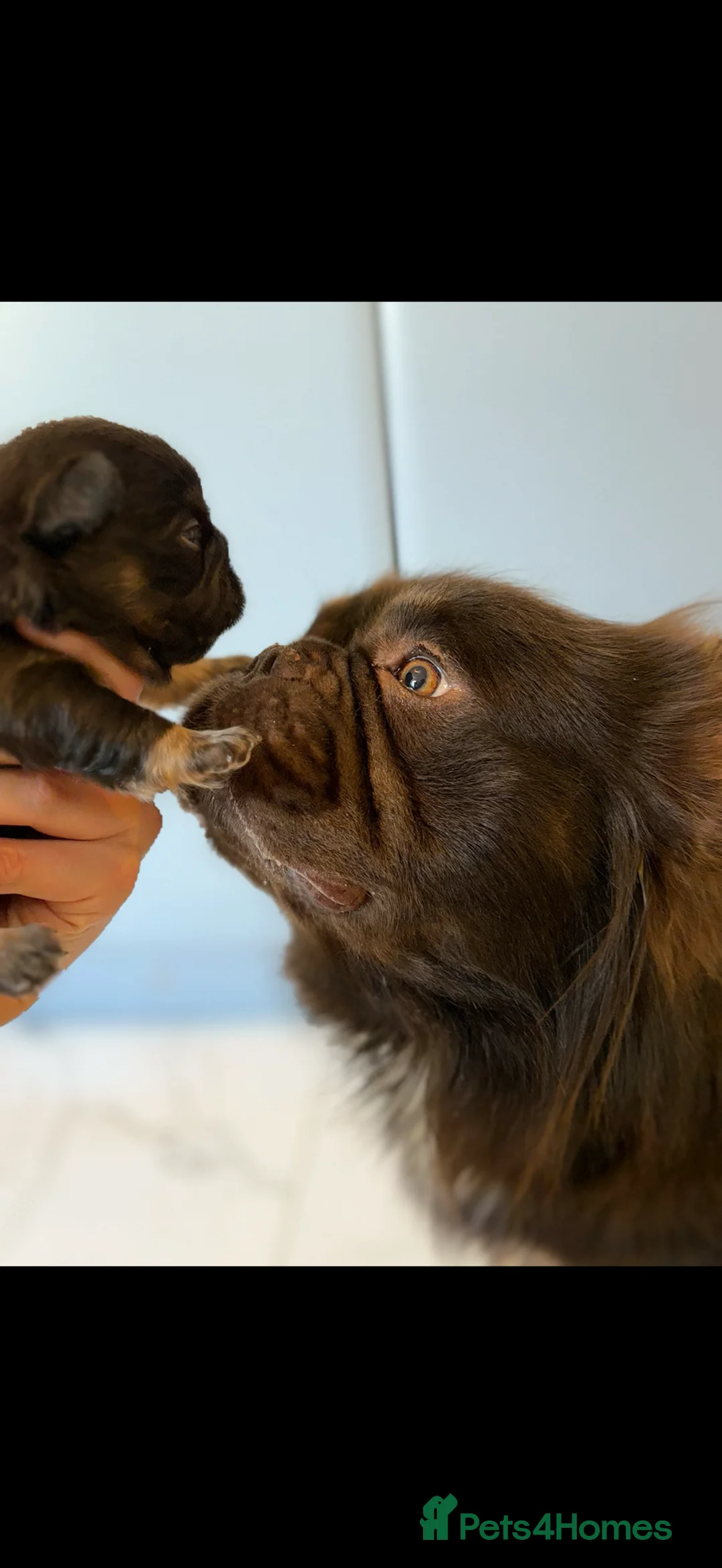 French Bulldog dogs for stud: NOODLE Choc & Tan Fluffy in Newcastle upon Tyne - Advert 4