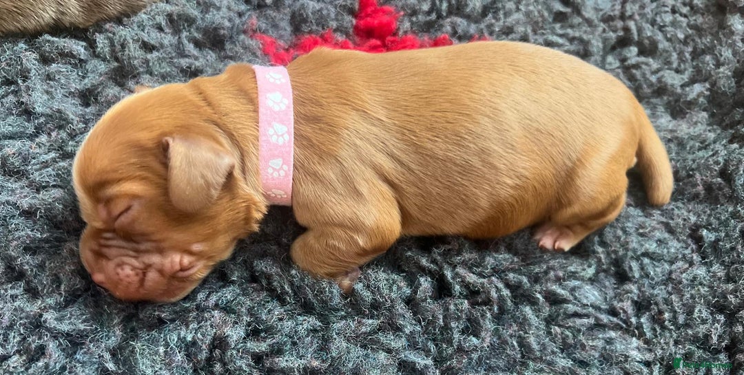 Cocker Spaniel dogs for sale: 🐶🐶🐶6 STUNNING WORKING COCKER SPANIELS🐶🐶🐶 - Image 19