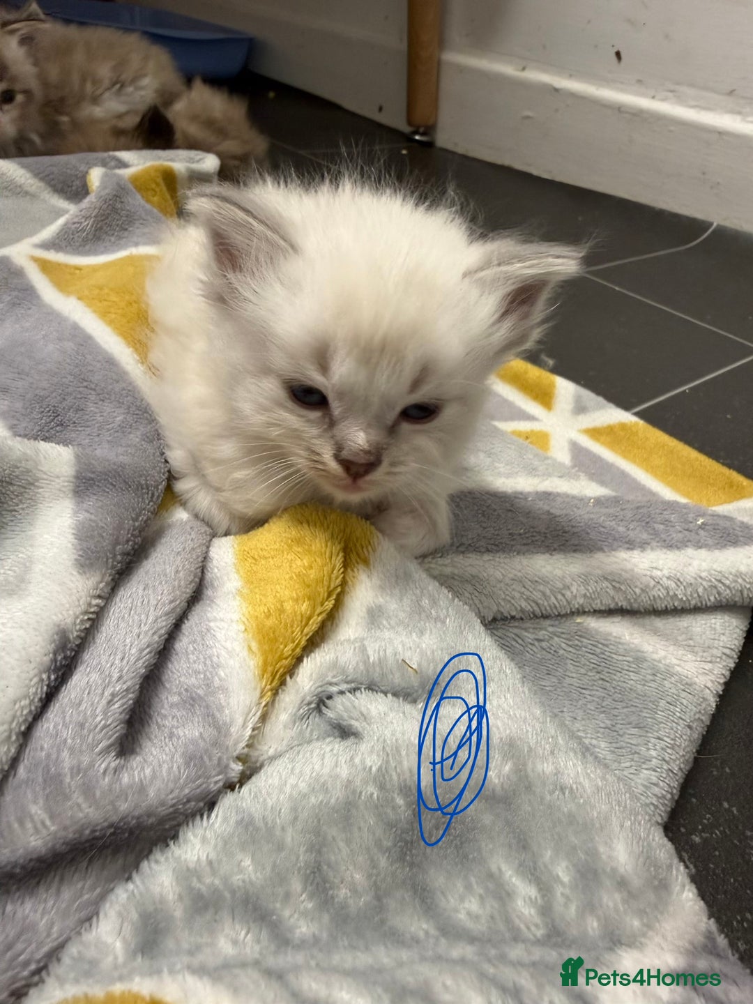 Ragdoll cats for sale: 4 Male Ragdoll Kittens  - Advert 21