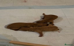 Cockapoo dogs for sale: Mini red cockapoo puppies ready 17th Jan 2026  - Advert 8