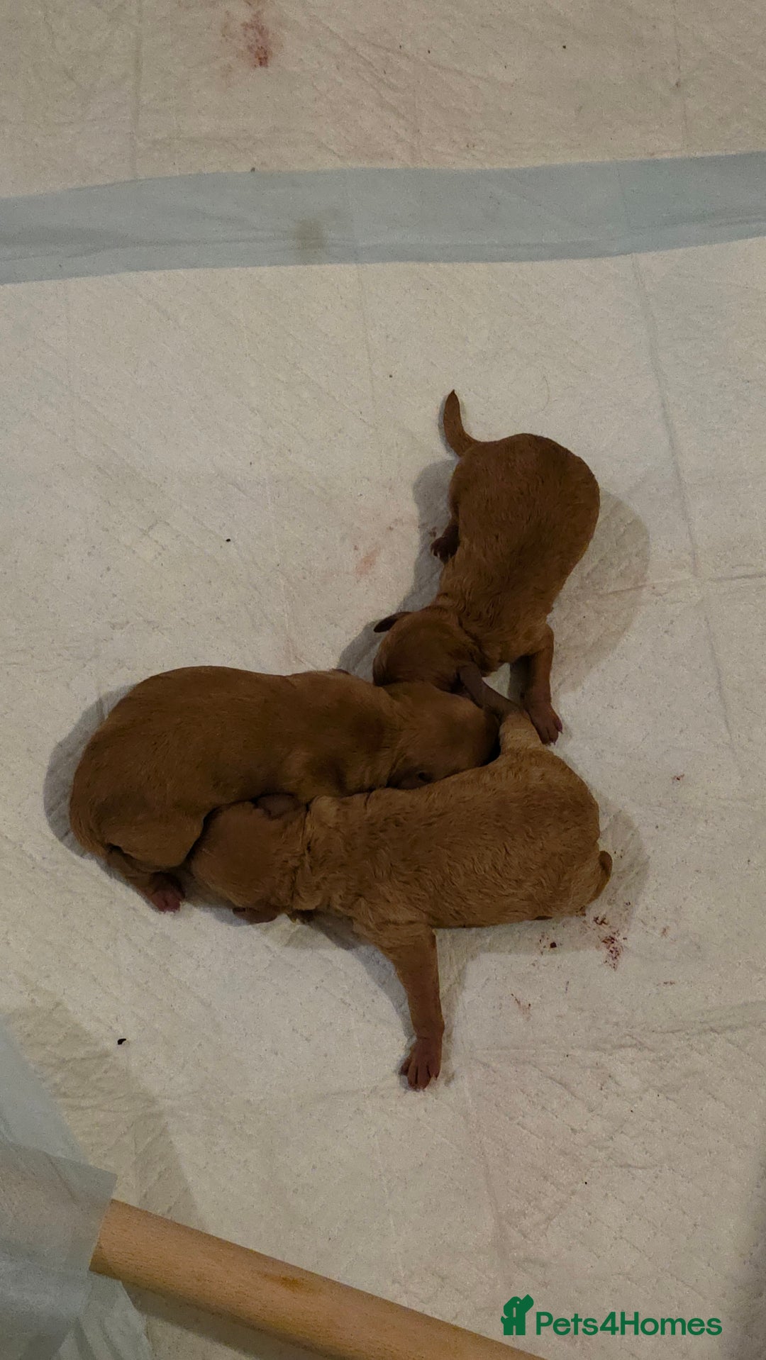 Cockapoo dogs for sale: Mini red cockapoo puppies ready 17th Jan 2026  - Advert 8