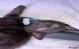 Maine Coon cats for sale: 4 main coon kittens  - Image 3