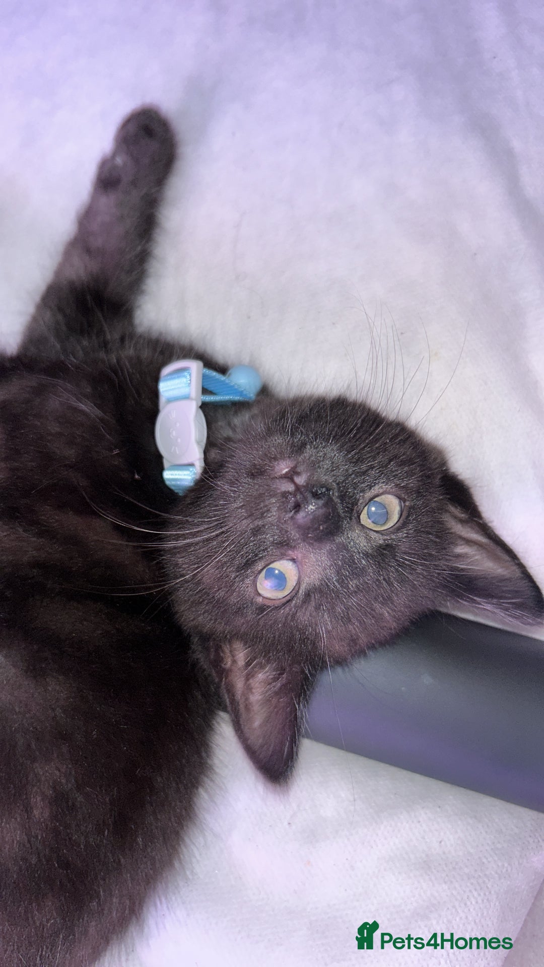Maine Coon cats for sale: 4 main coon kittens  - Image 3