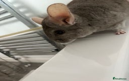 Chinchilla rodents for sale: 2 bonded male chinchillas - Image 3