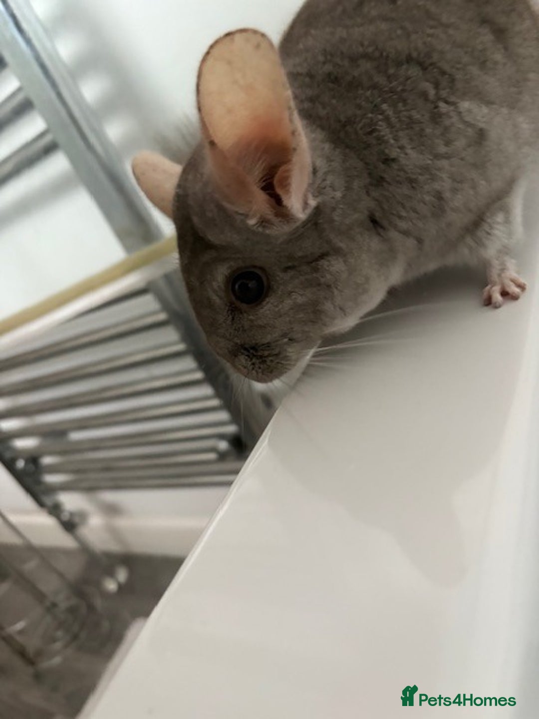 Chinchilla rodents for sale: 2 bonded male chinchillas - Image 3