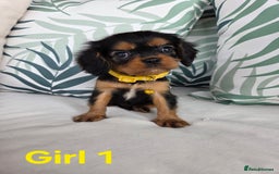 Cavalier King Charles Spaniel dogs for sale: Stunning Cavalier Puppies Ready2Go - Image 11