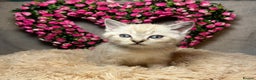 Mixed Breed cats for sale: 6 cute blue-eyed Ragdoll and BSH mix kittens  - Advert 33