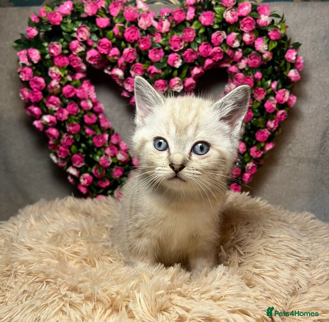 Mixed Breed cats for sale: 6 cute blue-eyed Ragdoll and BSH mix kittens  - Advert 33