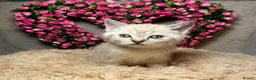 Mixed Breed cats for sale: 6 cute blue-eyed Ragdoll and BSH mix kittens  - Advert 33