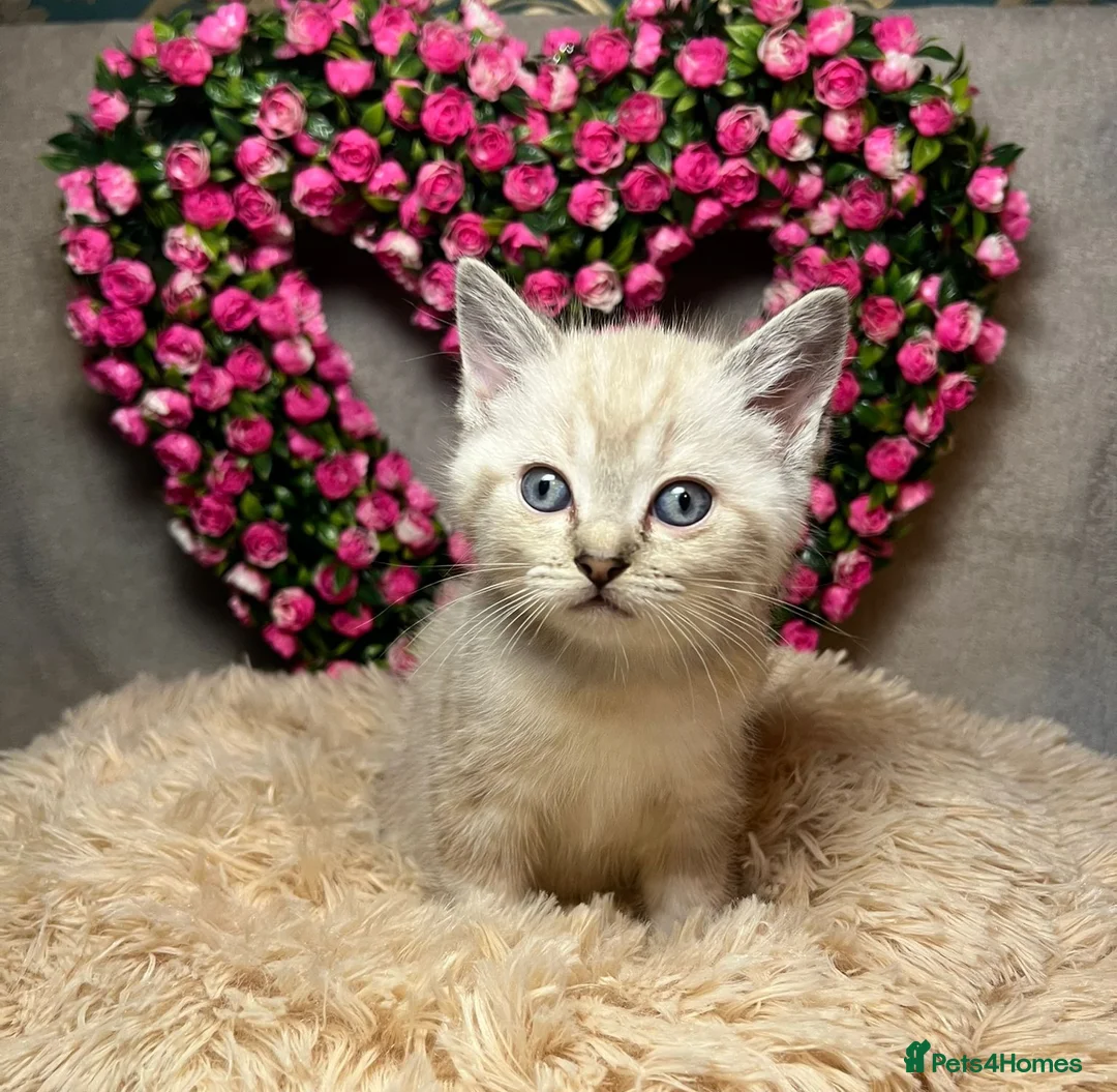 Mixed Breed cats for sale: 6 cute blue-eyed Ragdoll and BSH mix kittens  - Advert 33