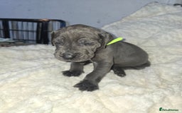 Great Dane dogs for sale: Great dane puppies for sale  - Image 10