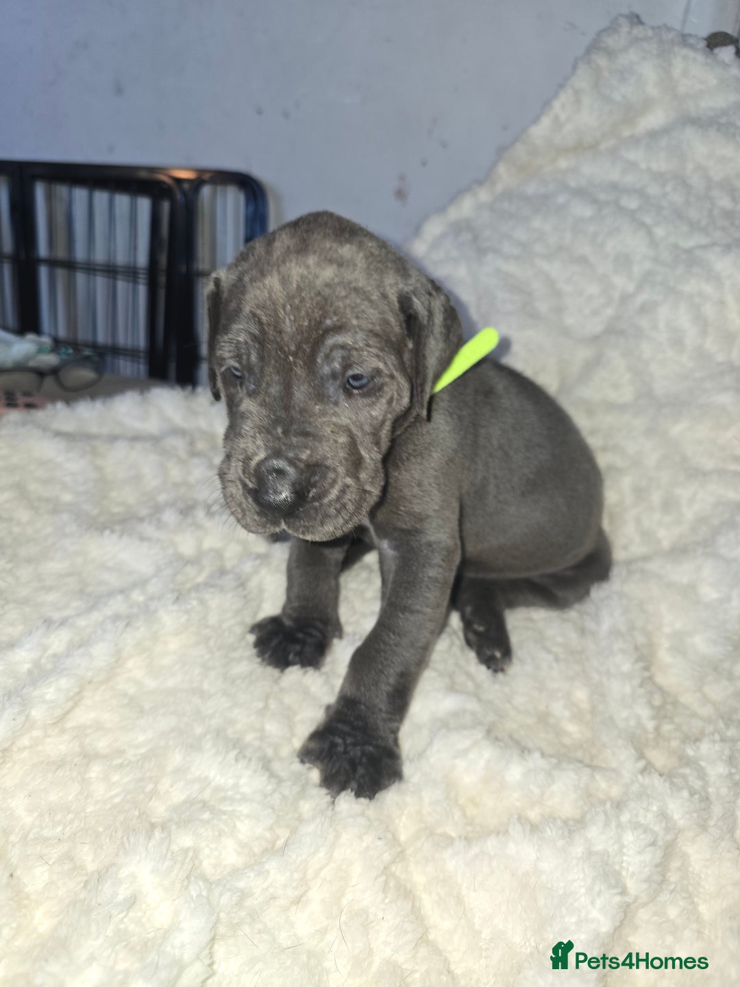 Great Dane dogs for sale: Great dane puppies for sale  - Image 10
