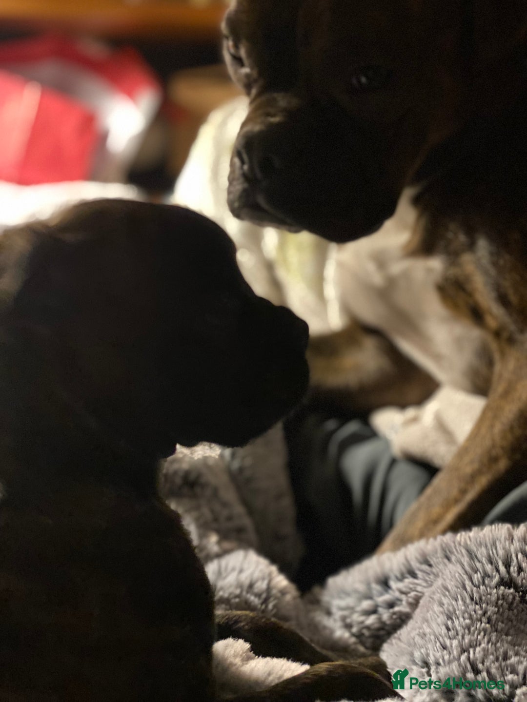 Mixed Breed dogs for sale: 🤩 mum kc boxer dad mini boxer 5 pups rare 🤩 - Advert 6