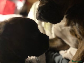 Mixed Breed dogs 🤩 mum kc boxer dad mini boxer 5 pups rare 🤩 - Advert 3