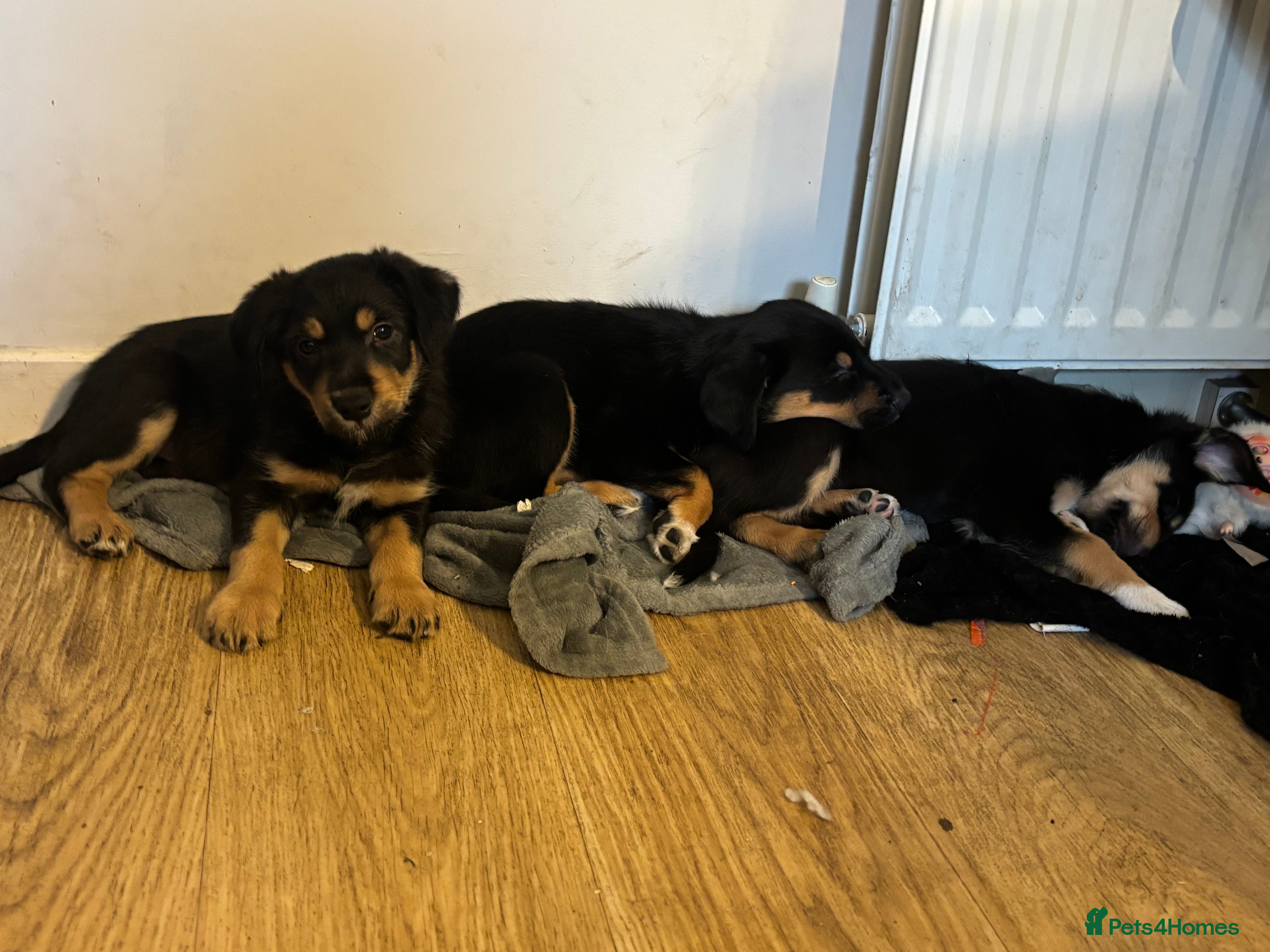 Mixed Breed dogs Collie x New Zealand hunt away  - Advert 9