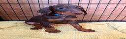 Dobermann dogs for sale: Kc reg health tested Doberman’s price dropped - Advert 9