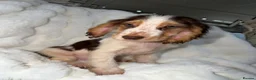 Cocker Spaniel dogs for sale: Show cocker spaniel boy puppies - Advert 12