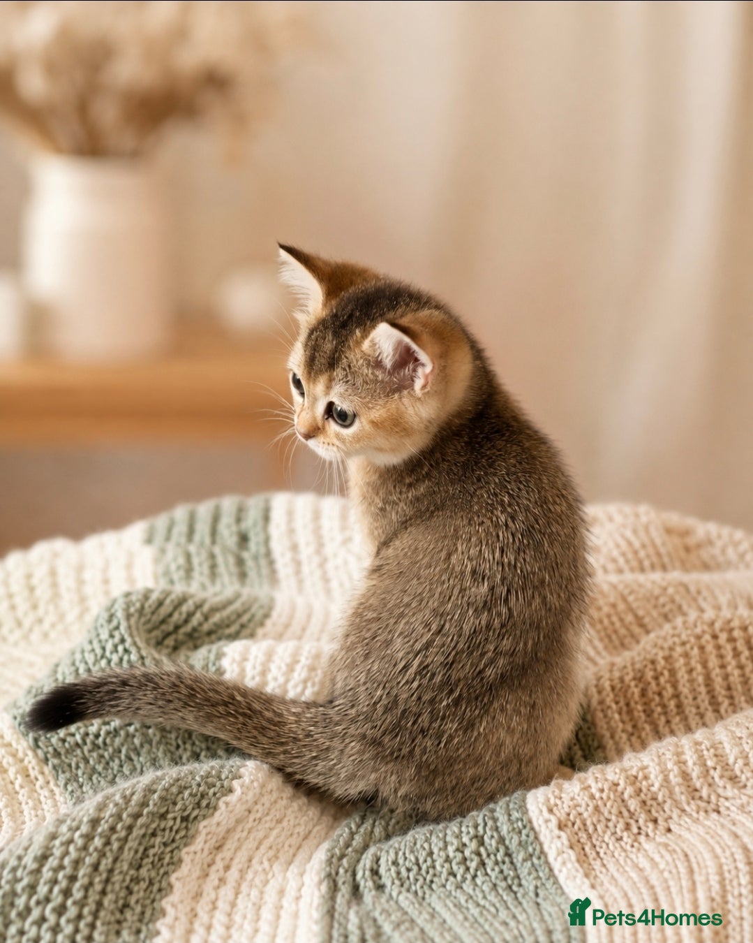 British Shorthair cats Adorable British shorthair kittens - Advert 2