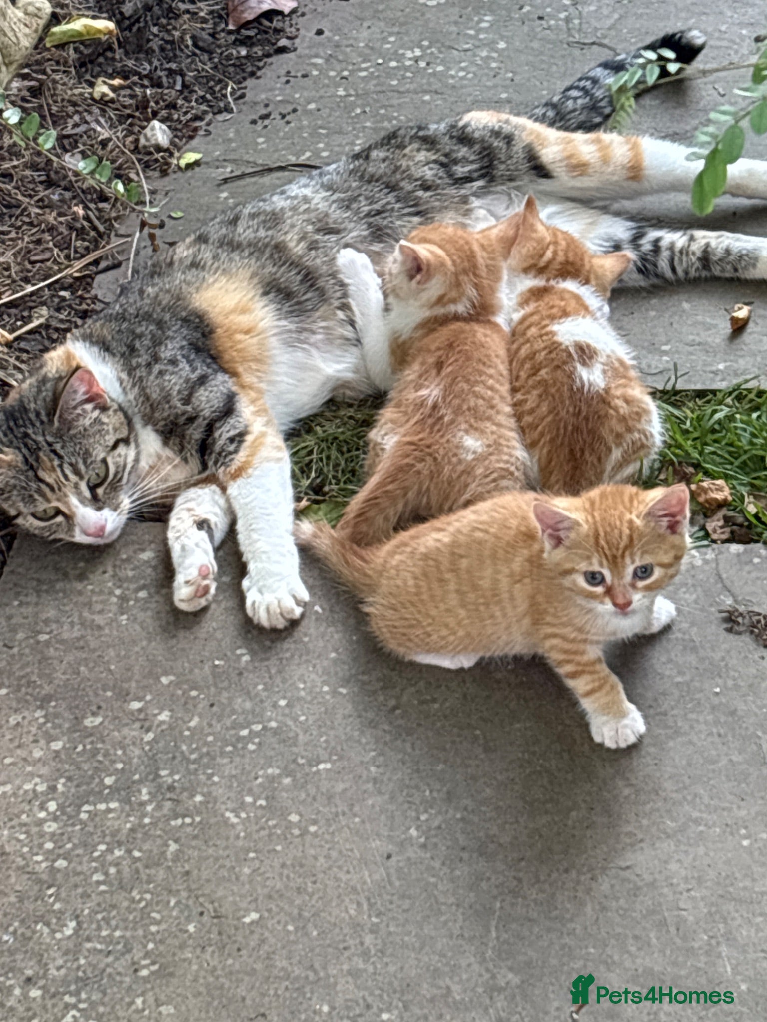 Domestic Shorthair cats Kittens - Advert 13