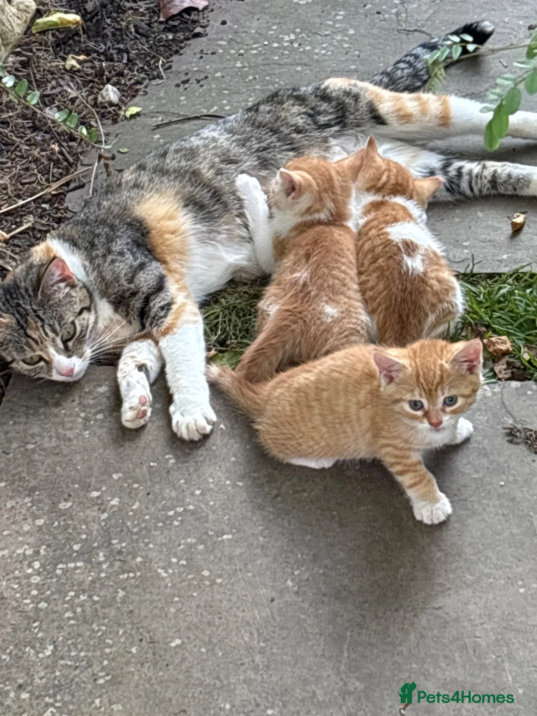 Domestic Shorthair cats for sale: Kittens - Advert 1
