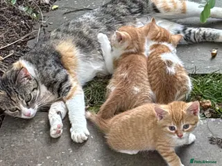 Domestic Shorthair cats Kittens - Advert 3