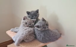 British Shorthair cats for sale: British Shorthair/Scottish Fold - ONLY 1 GREY LEFT - Image 2