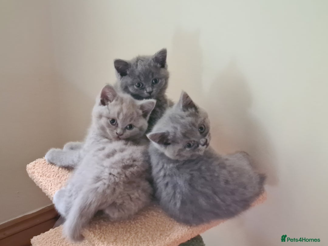 British Shorthair cats for sale: British Shorthair/Scottish Fold - ONLY 1 GREY LEFT - Image 2