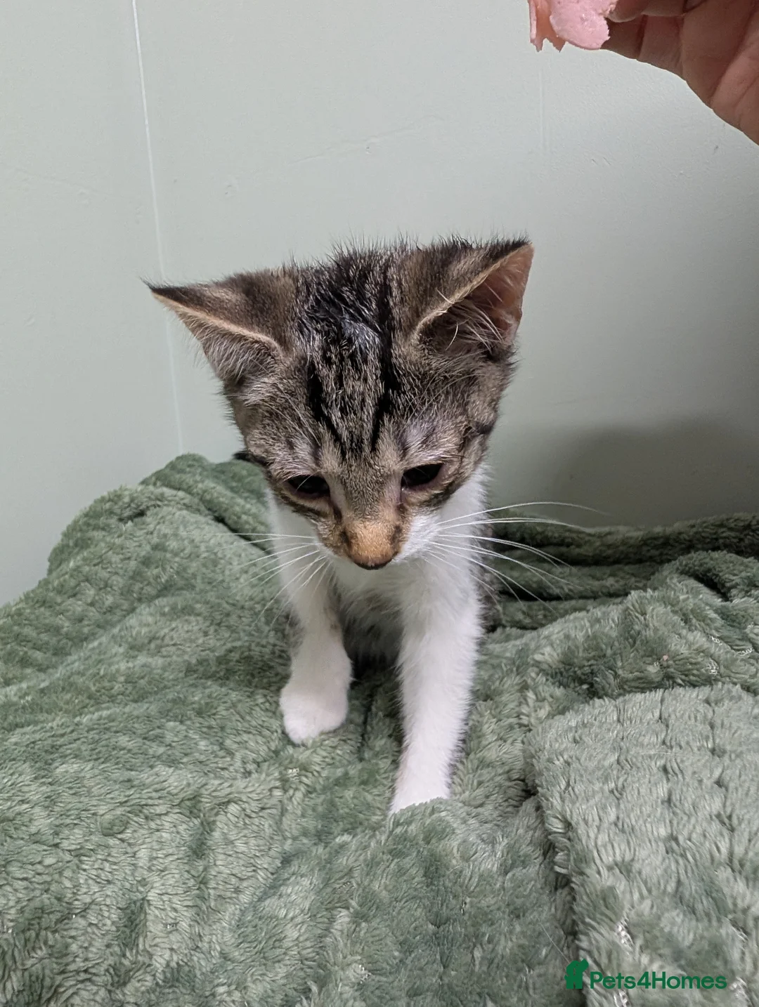 Mixed Breed cats for sale: Gorgeous fluffy kittens  - Advert 3