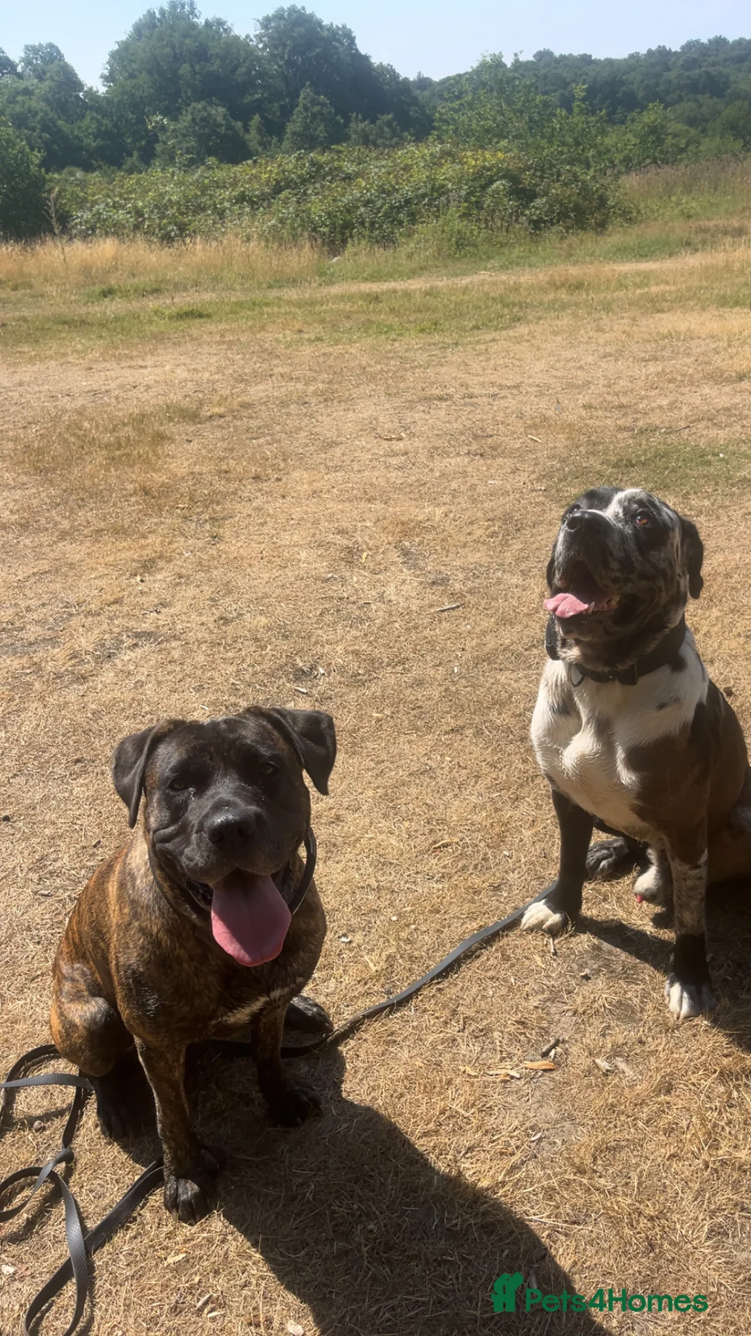 Mixed Breed dogs for sale: Stunning litter of 7 Presa Canario X Bandog - Advert 7