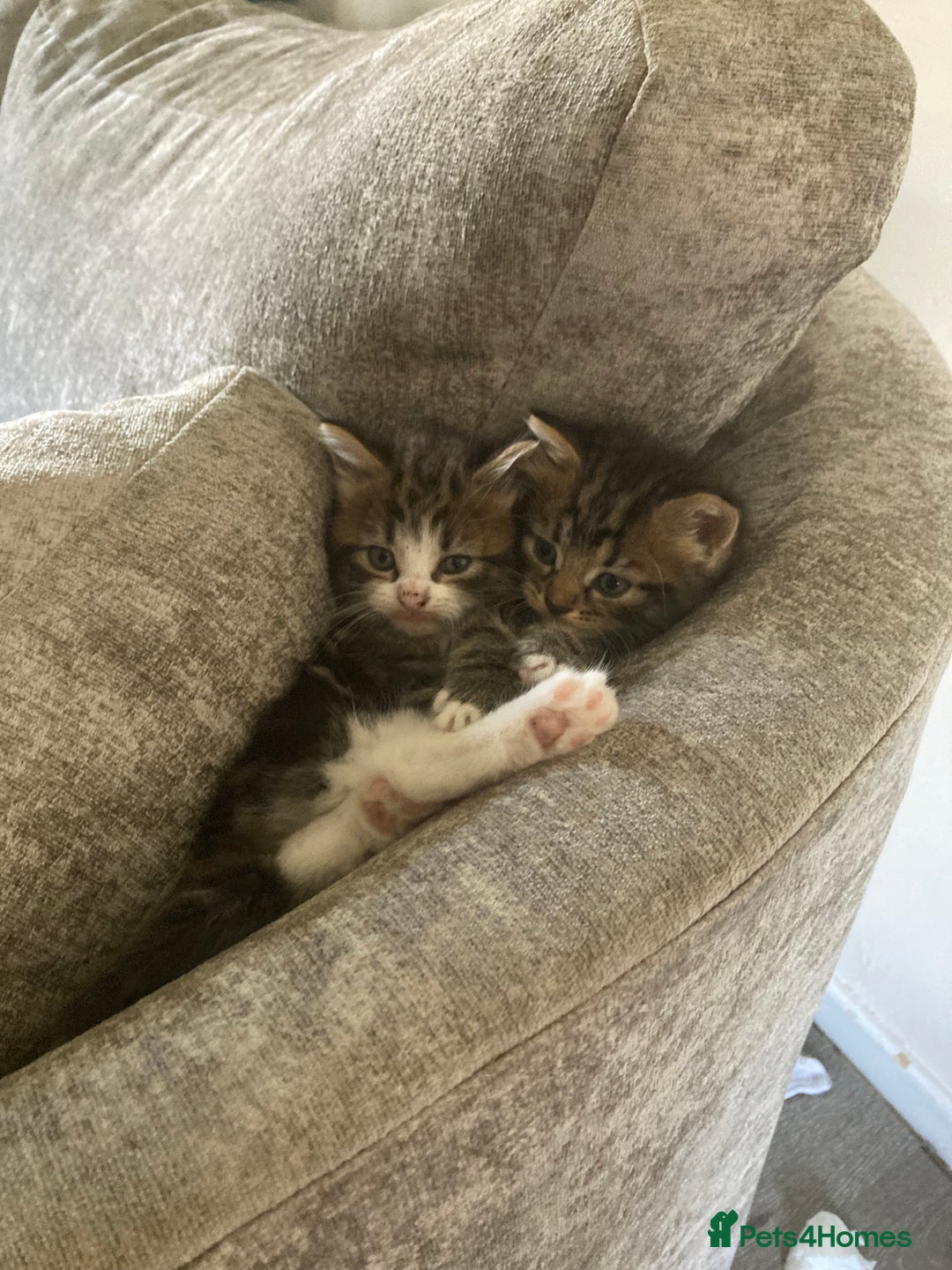 Norwegian Forest Cat cats for sale: Norwegian forest cross tabby  - Image 3
