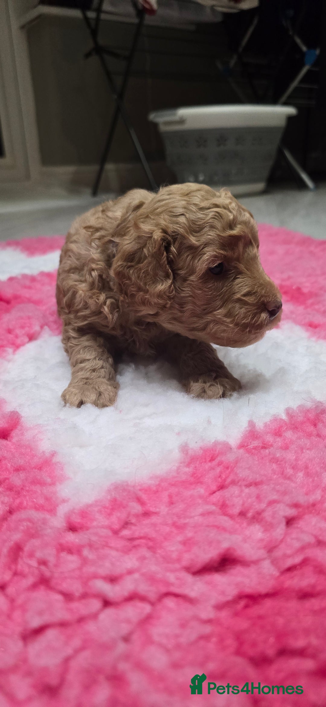 Cockapoo dogs for sale: STUNNING LITTER OF COCKAPOO F1B - Advert 15