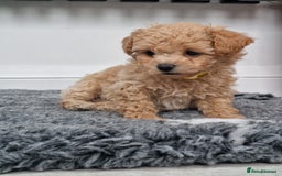 Poochon dogs for sale: Beautiful Poochon Puppies  in Carmarthen - Image 6