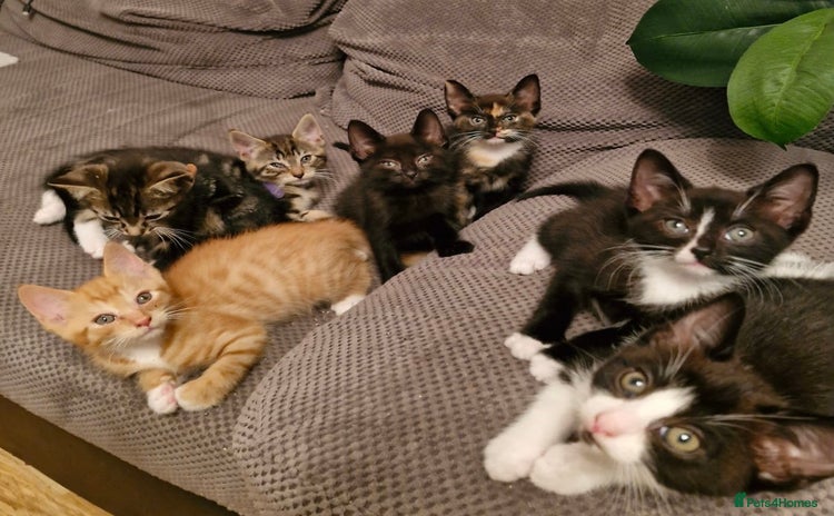Mixed Breed cats - Advert 11