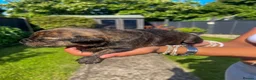 Mixed Breed dogs for sale: One of a kind mixed breed - Advert 13