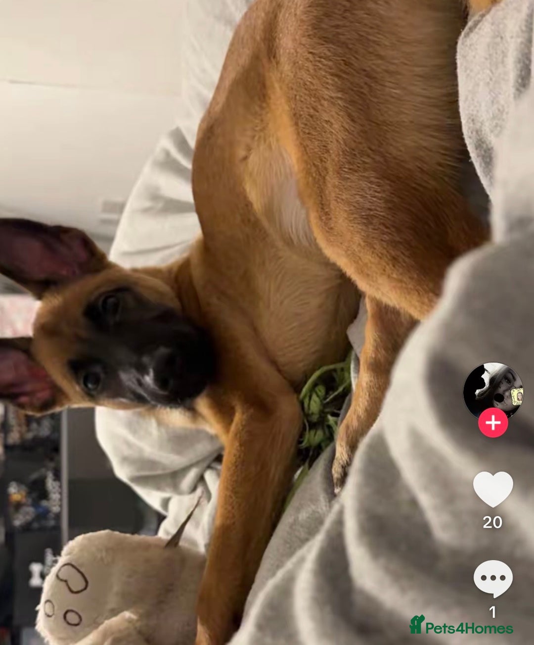 Belgian Shepherd Dog dogs for sale: Hugo Belgian malinos - Advert 1