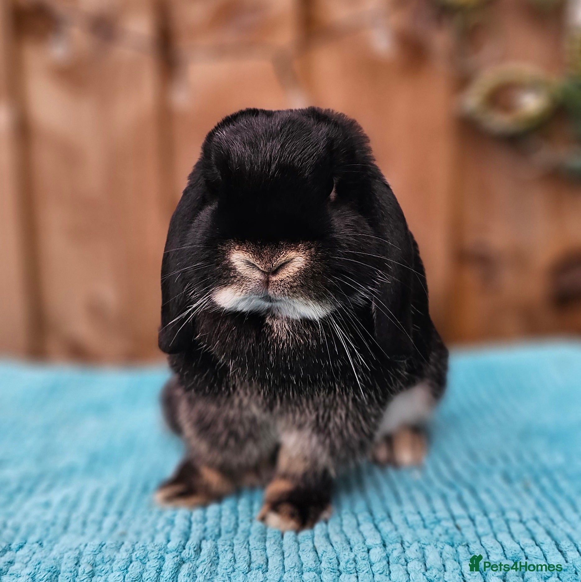 Mini Lop rabbits Mini Lop & Dutch Rabbits  - Advert 18