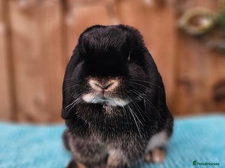 Mini Lop rabbits Mini Lop & Dutch Rabbits - Advert 18