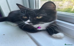 Mixed Breed cats for sale: Female kitten looking for home - Image 12